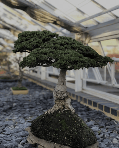 JARDIN MIZU - Paysagiste